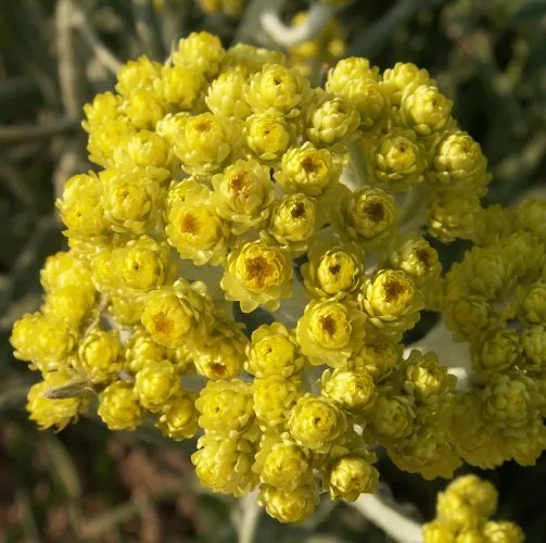 Helichrysum Essential Oil Slovenia 5